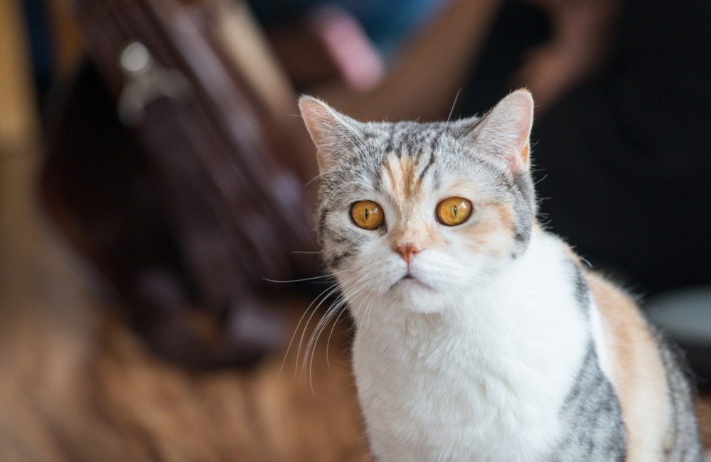 American Wirehair ©Boyloso/Shutterstock.com