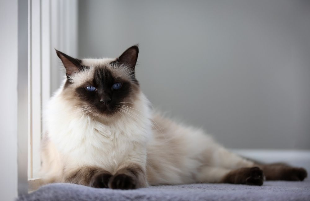 Balinese cat ©aleisha/stock.adobe.com