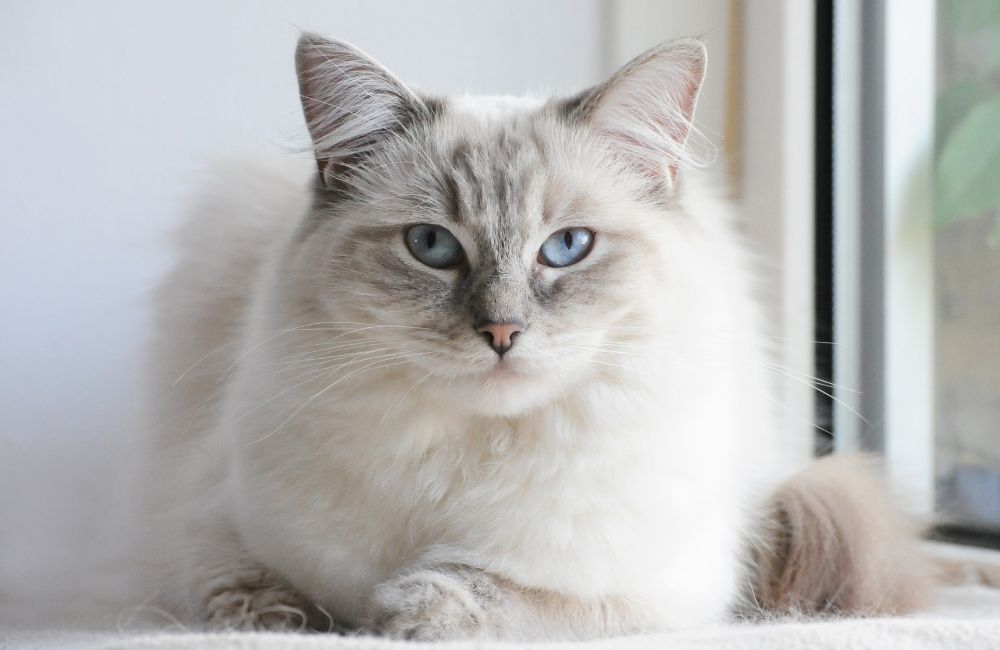 Ragdoll ©cat/stock.adobe.com