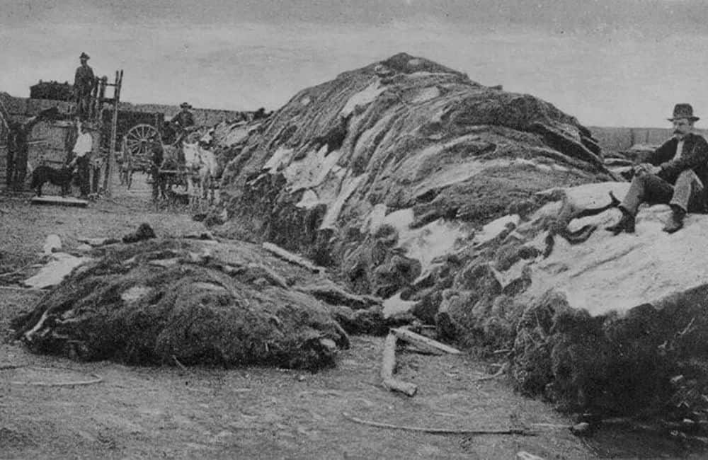 Parc à peaux de buffles au Kansas ©US National Archives/Wikimedia Commons