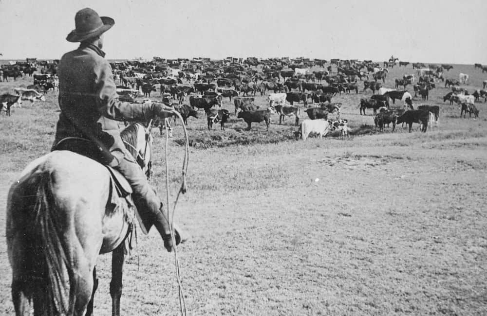 Rassemblement du bétail au Kansas ©US National Archives/Wikimedia Commons