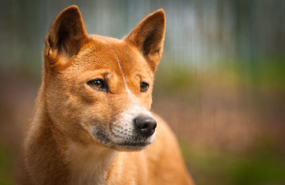 新幾內亞歌唱犬 ©Dusan Vainer / Shutterstock.com